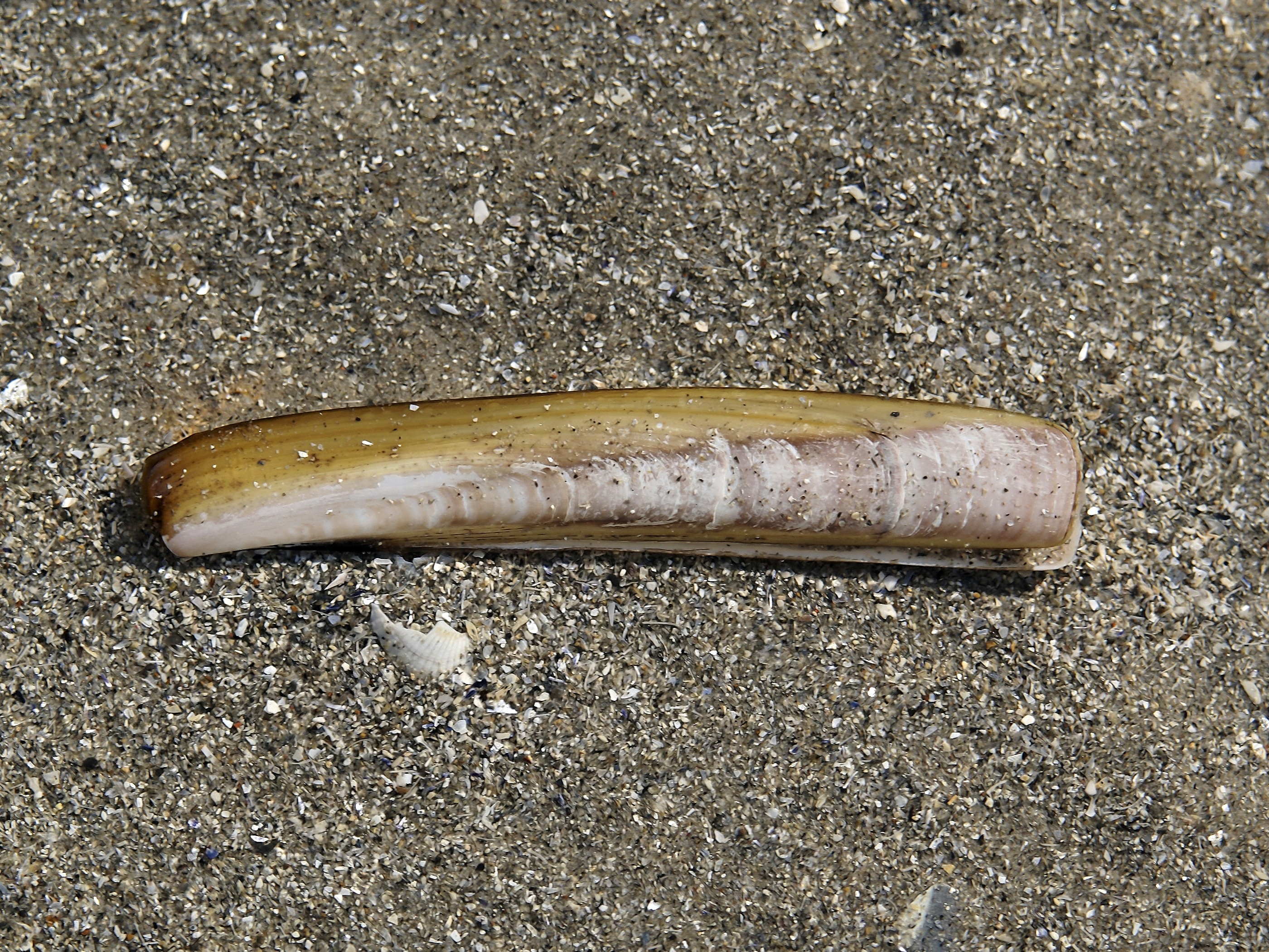 Представитель Семейства Pharidae